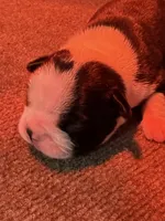 Male Boston Terrier Boy 3, a male Boston Terrier for sale in Marion, NC – 1 of 5
