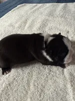 Boston Terrier Boy 2, a male Boston Terrier for sale in Marion, NC – 2 of 7