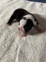 Male Boston Terrier Boy 3, a male Boston Terrier for sale in Marion, NC – 5 of 5