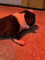 Male Boston Terrier Boy 4, a male Boston Terrier for sale in Marion, NC – 3 of 7