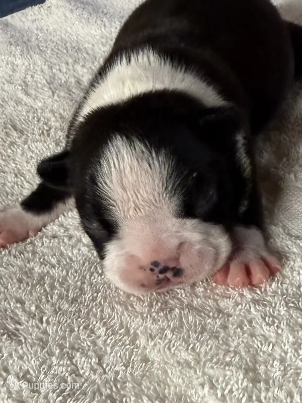 Male Boston Terrier 7 – Boston Terrier puppy for sale in Marion, NC