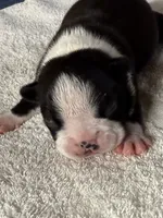Male Boston Terrier 7, a male Boston Terrier for sale in Marion, NC – 1 of 7
