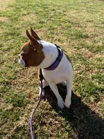 Zaylie Ann, a female Boston Terrier for sale in Marion, NC – 4 of 5