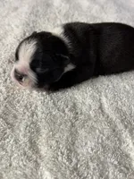 Male Boston Terrier Boy 5, a male Boston Terrier for sale in Marion, NC – 8 of 9