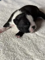Male Boston Terrier Boy 5, a male Boston Terrier for sale in Marion, NC – 6 of 9