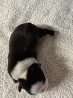 Male Boston Terrier Boy 4, a male Boston Terrier for sale in Marion, NC – 7 of 7