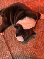 Male Boston Terrier 7, a male Boston Terrier for sale in Marion, NC – 2 of 7