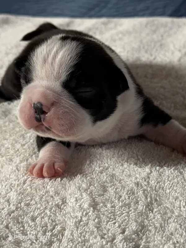 Boy 1 Boston Terrier – Boston Terrier puppy for sale in Marion, NC