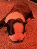 Male Boston Terrier Boy 4, a male Boston Terrier for sale in Marion, NC – 4 of 7