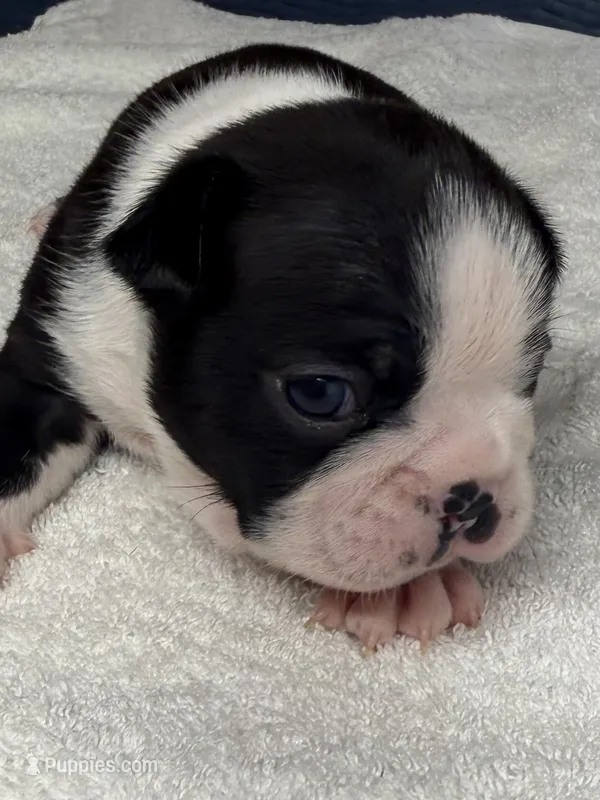 Male Boston Terrier 7 – Boston Terrier puppy for sale in Marion, NC