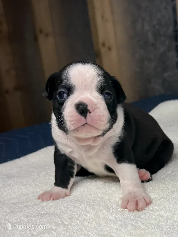 Male Boston Terrier Boy 3 – Boston Terrier puppy for sale in Marion, NC