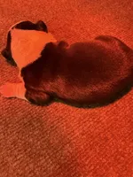 Male Boston Terrier Boy 3, a male Boston Terrier for sale in Marion, NC – 2 of 5