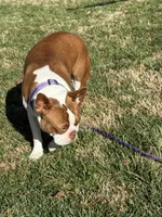 Zaylie Ann, a female Boston Terrier for sale in Marion, NC – 3 of 5