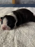 Male Boston Terrier 7, a male Boston Terrier for sale in Marion, NC – 4 of 7