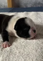 Male Boston Terrier Boy 3, a male Boston Terrier for sale in Marion, NC – 3 of 5