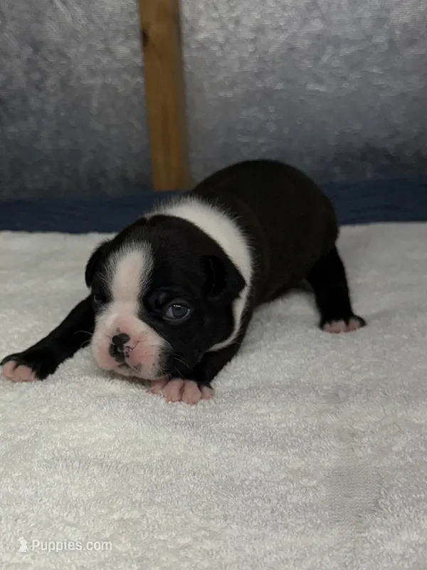 Boston Terrier Boy 2 – Boston Terrier puppy for sale in Marion, NC