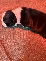 Male Boston Terrier 7, a male Boston Terrier for sale in Marion, NC – 3 of 7