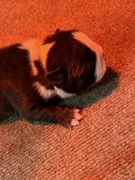 Boston Terrier Boy 2, a male Boston Terrier for sale in Marion, NC – 4 of 7