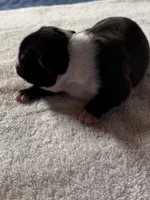Boston Terrier Boy 2, a male Boston Terrier for sale in Marion, NC – 6 of 7