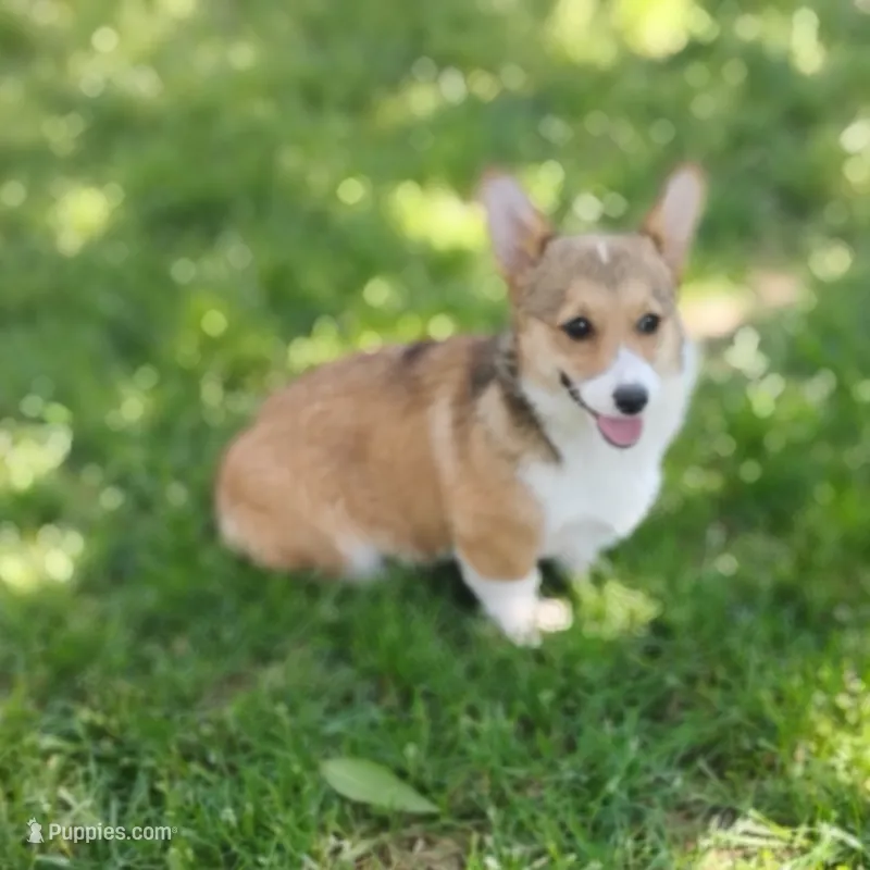 Honey Bear-AKC reg. – Pembroke Welsh Corgi puppy for sale in Hanover, KS