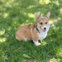 Honey Bear-AKC reg., a female Pembroke Welsh Corgi for sale in Hanover, KS – 1 of 9