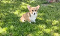 Honey Bear-AKC reg., a female Pembroke Welsh Corgi for sale in Hanover, KS – 5 of 9