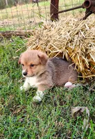 Ryo-AKC, a male Pembroke Welsh Corgi for sale in Hanover, KS – 3 of 10