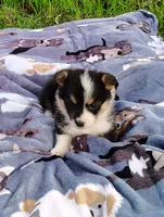 Lulu-AKC, a female Pembroke Welsh Corgi for sale in Hanover, KS – 5 of 10