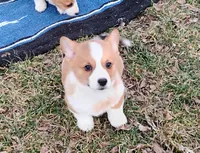 Shinji-AKC, a male Pembroke Welsh Corgi for sale in Hanover, KS – Photo 5 of 10