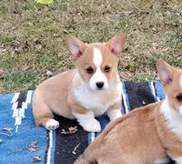 Shinji-AKC, a male Pembroke Welsh Corgi for sale in Hanover, KS – Photo 7 of 10