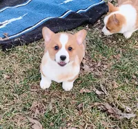 Shinji-AKC, a male Pembroke Welsh Corgi for sale in Hanover, KS – Photo 6 of 10