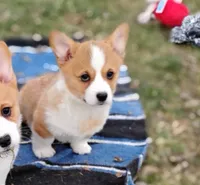 Shinji-AKC, a male Pembroke Welsh Corgi for sale in Hanover, KS – Photo 3 of 10