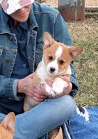 Shinji-AKC, a male Pembroke Welsh Corgi for sale in Hanover, KS – Photo 4 of 10