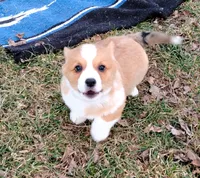 Shinji-AKC, a male Pembroke Welsh Corgi for sale in Hanover, KS – Photo 9 of 10