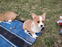 Shinji-AKC, a male Pembroke Welsh Corgi for sale in Hanover, KS – Photo 8 of 10