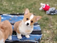 Shinji-AKC, a male Pembroke Welsh Corgi for sale in Hanover, KS – Photo 1 of 10
