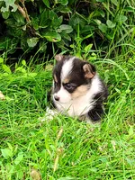 Lulu-AKC, a female Pembroke Welsh Corgi for sale in Hanover, KS – 3 of 10