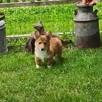 Shay, a female Pembroke Welsh Corgi for sale in Hanover, KS – 3 of 7