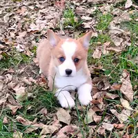 Layna, a female Pembroke Welsh Corgi for sale in Hanover, KS – Photo 3 of 9