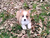 Layna, a female Pembroke Welsh Corgi for sale in Hanover, KS – Photo 3 of 9