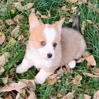 Layna, a female Pembroke Welsh Corgi for sale in Hanover, KS – Photo 1 of 9