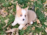 Layna, a female Pembroke Welsh Corgi for sale in Hanover, KS – Photo 1 of 9