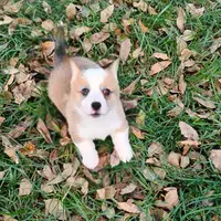 Layna, a female Pembroke Welsh Corgi for sale in Hanover, KS – Photo 5 of 9