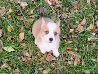 Layna, a female Pembroke Welsh Corgi for sale in Hanover, KS – Photo 6 of 9