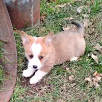 Layna, a female Pembroke Welsh Corgi for sale in Hanover, KS – Photo 2 of 9