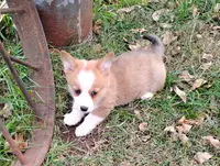 Layna, a female Pembroke Welsh Corgi for sale in Hanover, KS – Photo 2 of 9