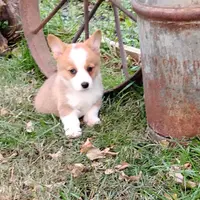 Layna, a female Pembroke Welsh Corgi for sale in Hanover, KS – Photo 9 of 9