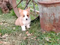 Layna, a female Pembroke Welsh Corgi for sale in Hanover, KS – Photo 9 of 9