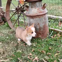 Layna, a female Pembroke Welsh Corgi for sale in Hanover, KS – Photo 4 of 9