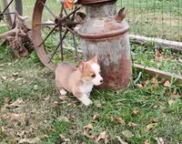 Layna, a female Pembroke Welsh Corgi for sale in Hanover, KS – Photo 4 of 9